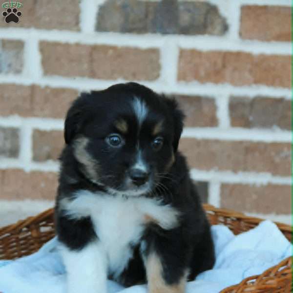 Betsy, Miniature Australian Shepherd Puppy